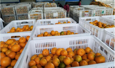 天同食品迎柑橘豐收季，開足馬力保供應(yīng)，領(lǐng)航罐頭市場新篇章